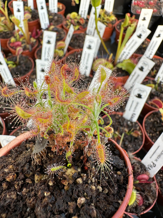 Drosera scorpioides