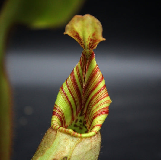 Nepenthes veitchii BE-3437