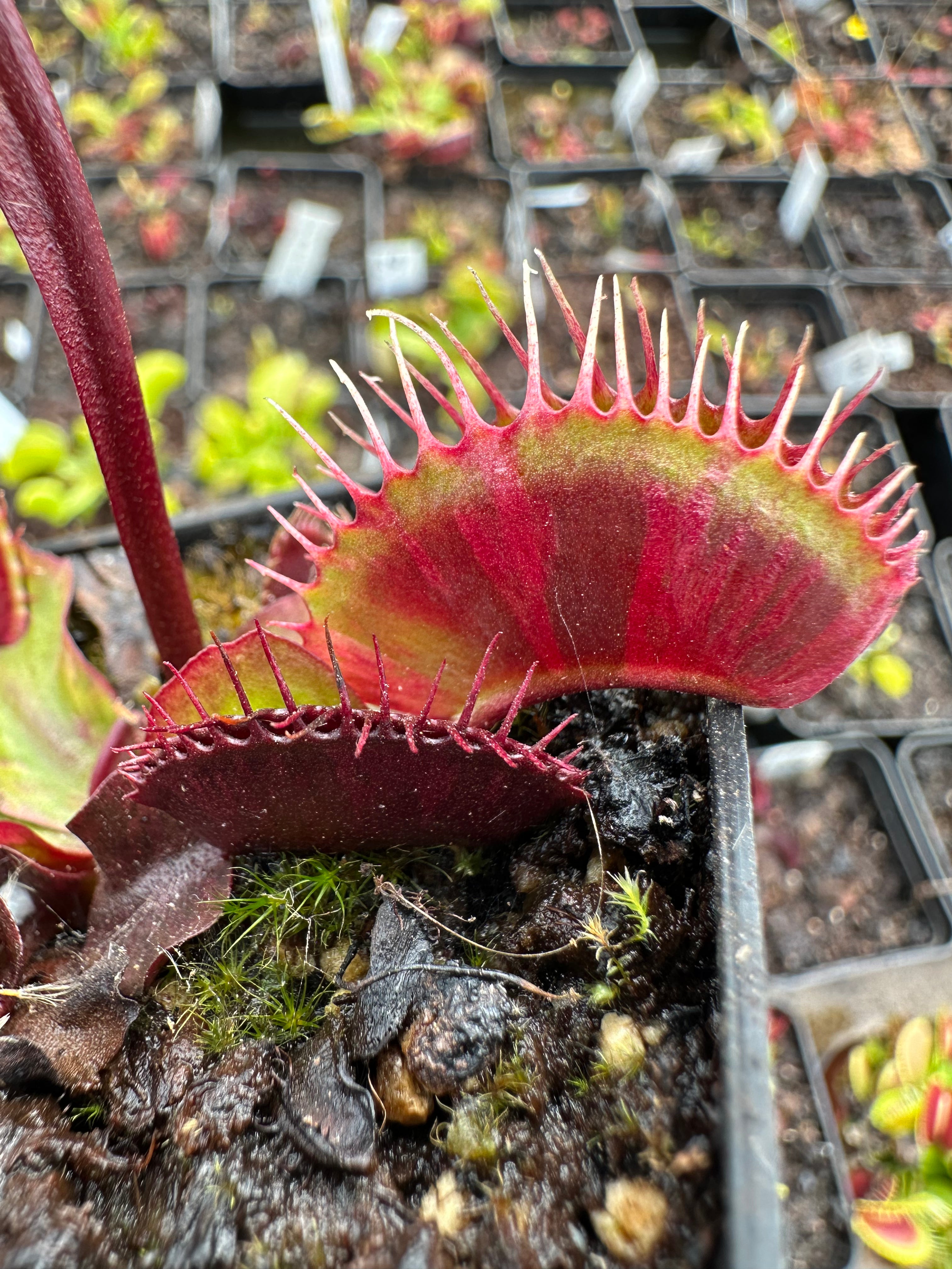 Dionaea muscipula Krampfader ディオネアマスシプラ ハエトリソウ ハエトリグサ 静脈瘤 2号深 食虫植物(その他)｜売買されたオークション情報、yahooの商品情報をアーカイブ公開  - オークファン 苗