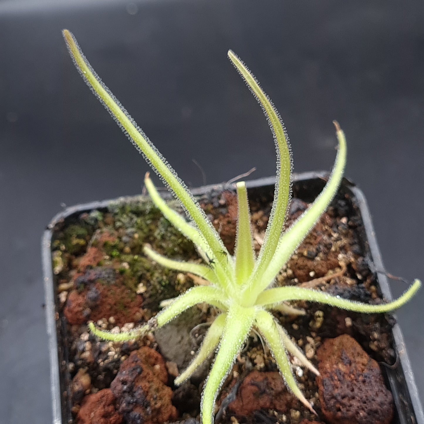 Pinguicula gypsicola