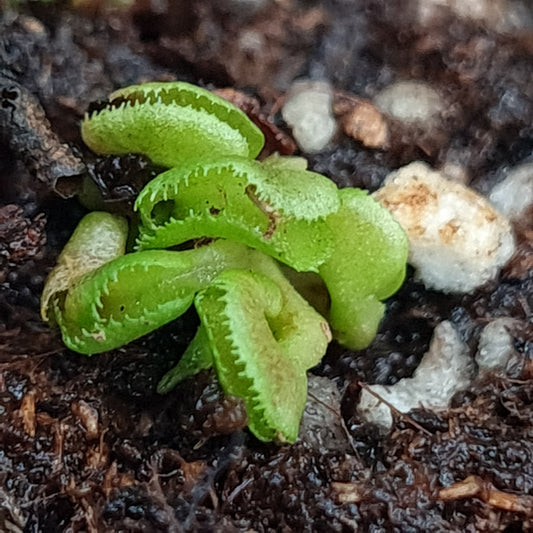 Dionaea M. Cudo