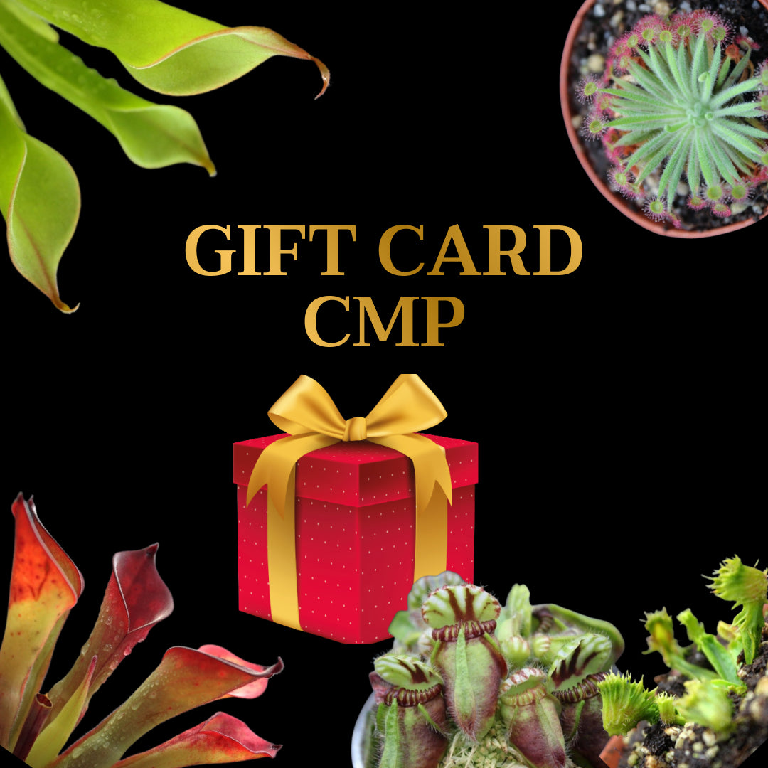 GIFT CARD CMP