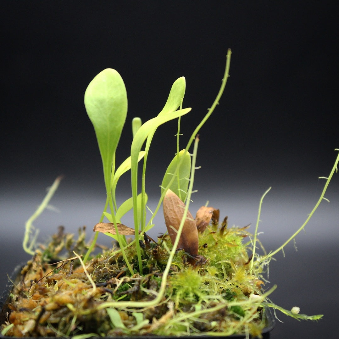 Utricularia alpina x endresii