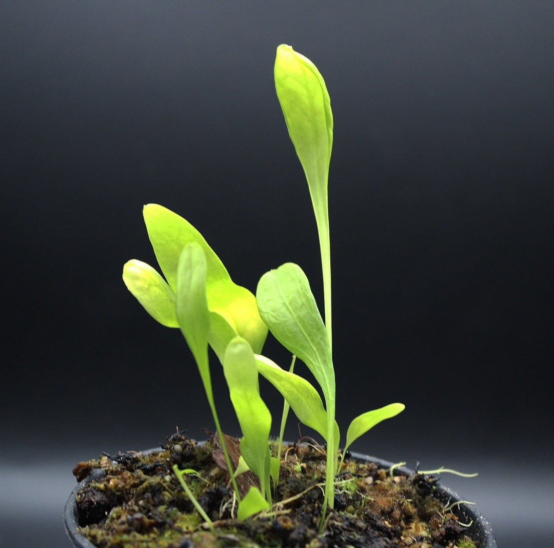 Utricularia Alpina x Endersii ( clone 2)